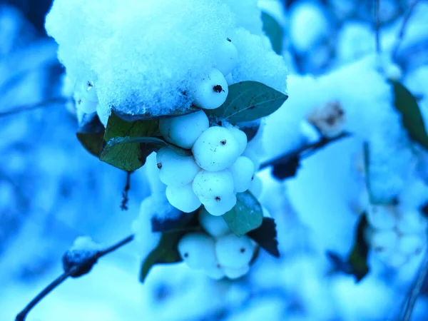 [3008-1] MASCARA FAUX CILS VOLUM EXPRESS MAYBELLINE